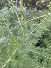 Artemisia annua
