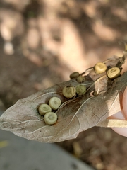 Pachypsylla