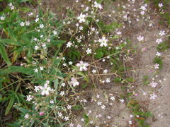 Gypsophila paniculata