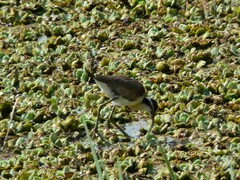 Jacana jacana