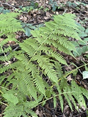 Athyrium filix-femina