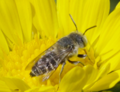 Megachilini