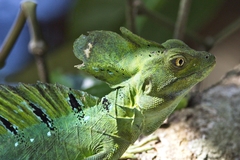 Basiliscus plumifrons
