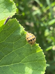 Epilachna tredecimnotata