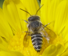 Megachilini