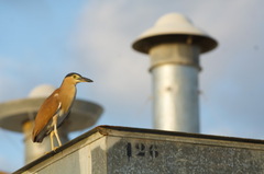 Nycticorax caledonicus