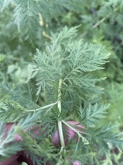 Artemisia annua