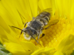 Megachilini