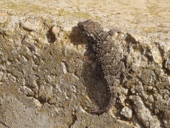 Tarentola mauritanica