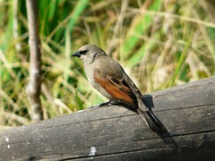 Agelaioides badius