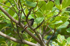 Pycnonotus cafer