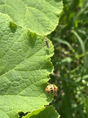 Epilachna tredecimnotata