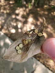 Pachypsylla