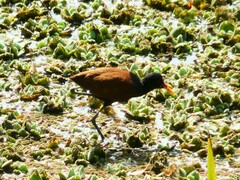 Jacana jacana