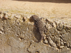 Tarentola mauritanica
