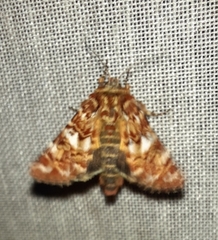 Anarta myrtilli