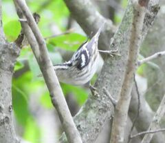 Mniotilta varia