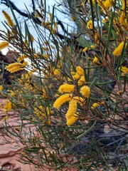 Acacia aneura