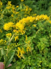 Solidago gigantea