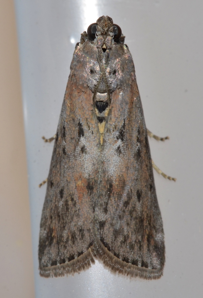 Black-spotted Leafroller Moth