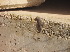 Tarentola mauritanica