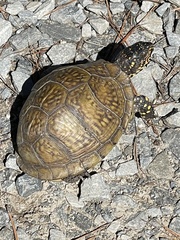 Terrapene carolina triunguis