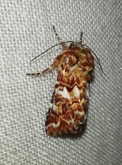 Anarta myrtilli