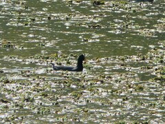 Fulica rufifrons