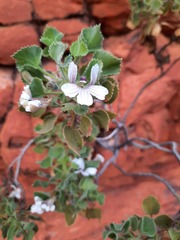Goodenia grandiflora