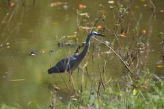 Egretta novaehollandiae