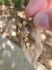 Pachypsylla