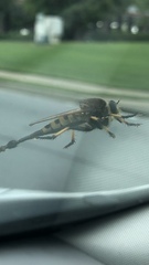 Promachus rufipes