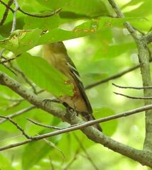 Setophaga castanea