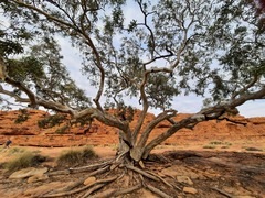 Eucalypteae