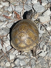 Terrapene carolina triunguis