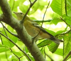 Setophaga castanea