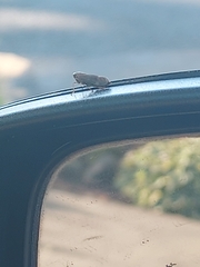 Agallia quadripunctata