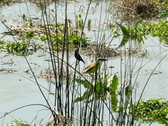 Hymenops perspicillatus