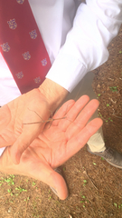 Diapheromera femorata