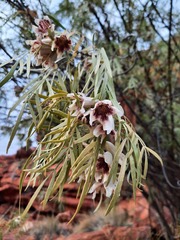 Pandorea doratoxylon