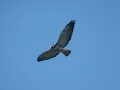Geranoaetus albicaudatus