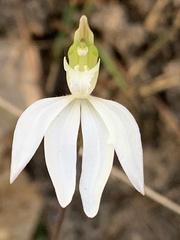 Caladenia catenata