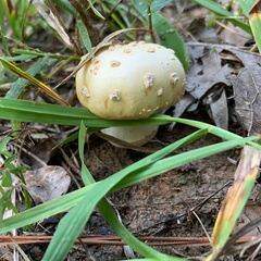 Amanita pubescens