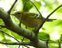 Setophaga castanea