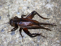 Gryllus