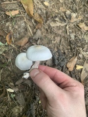 Laccaria ochropurpurea