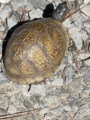 Terrapene carolina triunguis