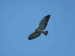 Geranoaetus albicaudatus