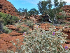 Solanum quadriloculatum