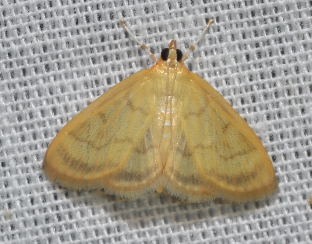 Pale-winged Crocidophora Moth